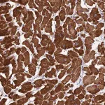 Merck Anti-ANAPC10 antibody produced in rabbit