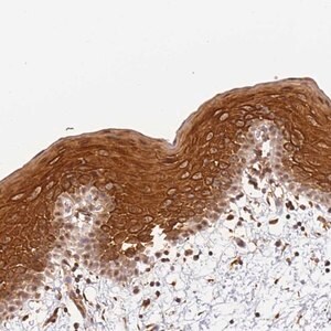 Merck Anti-SURF2 antibody produced in rabbit