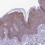 Merck Anti-TRIM51 antibody produced in rabbit