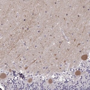 Merck Anti-EIF4E1B antibody produced in rabbit