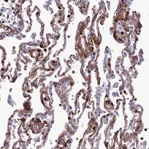 Merck Anti-COL6A6 antibody produced in rabbit