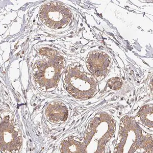 Merck Anti-BPIFB3 antibody produced in rabbit
