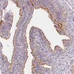 Merck Anti-C1ORF189 antibody produced in rabbit