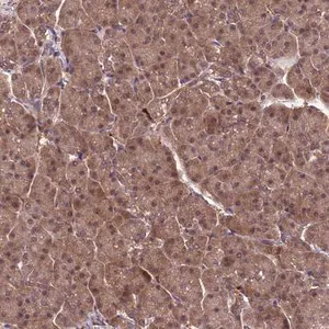 Merck Anti-NPEPPS antibody produced in rabbit