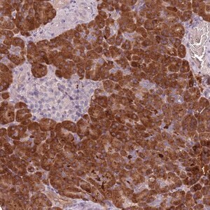 Merck Anti-TLCD2 antibody produced in rabbit