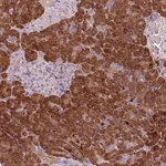 Merck Anti-TLCD2 antibody produced in rabbit