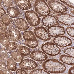 Merck Anti-FOXRED1 antibody produced in rabbit