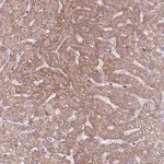 Merck Anti-RNF181 antibody produced in rabbit
