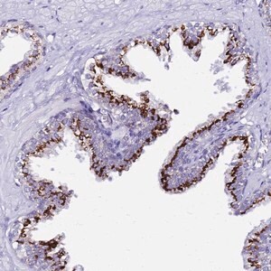 Merck Anti-PRY antibody produced in rabbit