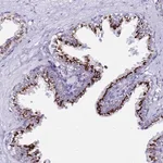 Merck Anti-PRY antibody produced in rabbit