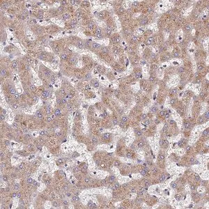 Merck Anti-DPH5 antibody produced in rabbit