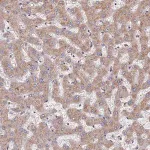 Merck Anti-DPH5 antibody produced in rabbit