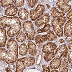 Merck Anti-KRTAP21-3 antibody produced in rabbit