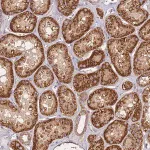 Merck Anti-KRTAP21-3 antibody produced in rabbit