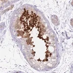 Merck Anti-RPL18 antibody produced in rabbit