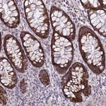 Merck Anti-ZNFX1 antibody produced in rabbit