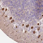 Merck Anti-ALS2 antibody produced in rabbit