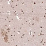 Merck Anti-AF165138.7 antibody produced in rabbit