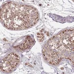 Merck Anti-TMEM126A antibody produced in rabbit