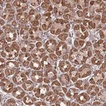 Merck Anti-PRR7 antibody produced in rabbit