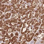 Merck Anti-CRHR2 antibody produced in rabbit