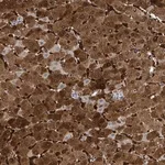 Merck Anti-ZNF771 antibody produced in rabbit