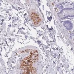 Merck Anti-OR5D16 antibody produced in rabbit