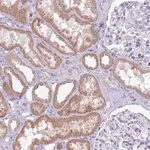 Merck Anti-SYS1 antibody produced in rabbit