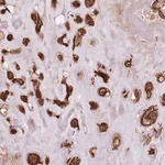 Merck Anti-FAM47B antibody produced in rabbit