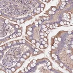 Merck Anti-MALRD1 antibody produced in rabbit