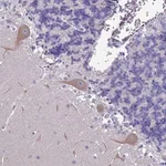 Merck Anti-FAM69B antibody produced in rabbit