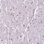 Merck Anti-KPNA3 antibody produced in rabbit