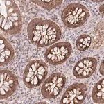 Merck Anti-UQCC3 antibody produced in rabbit