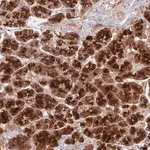 Merck Anti-NT5DC4 antibody produced in rabbit