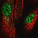 Merck Anti-KRBOX1 antibody produced in rabbit