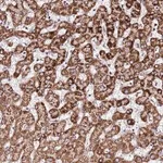 Merck Anti-OR51T1 antibody produced in rabbit