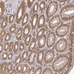 Merck Anti-GOLGA7 antibody produced in rabbit