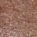 Merck Anti-KIF26A antibody produced in rabbit