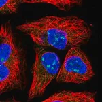 Merck Anti-HEATR1 antibody produced in rabbit