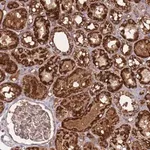 Merck Anti-ATP5S antibody produced in rabbit