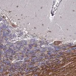 Merck Anti-TCEANC2 antibody produced in rabbit