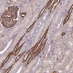 Merck Anti-PAQR7 antibody produced in rabbit