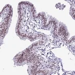 Merck Anti-DHX15 antibody produced in rabbit