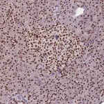 Merck Anti-ESF1 antibody produced in rabbit