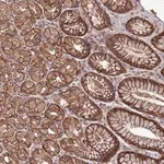 Merck Anti-SLC9B2 antibody produced in rabbit