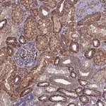 Merck Anti-NDUFAF6 antibody produced in rabbit