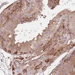 Merck Anti-RNF19B antibody produced in rabbit