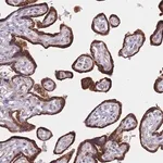 Merck Anti-FAM227B antibody produced in rabbit