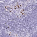 Merck Anti-HERC1 antibody produced in rabbit