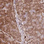 Merck Anti-FRAT2 antibody produced in rabbit